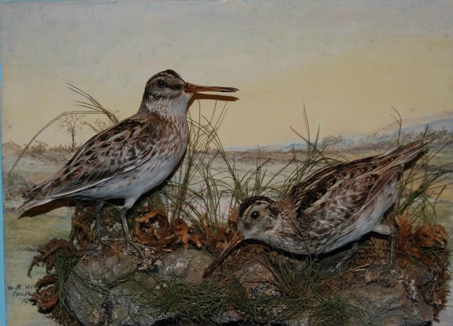  pennsnipe2 [640x480].JPG 